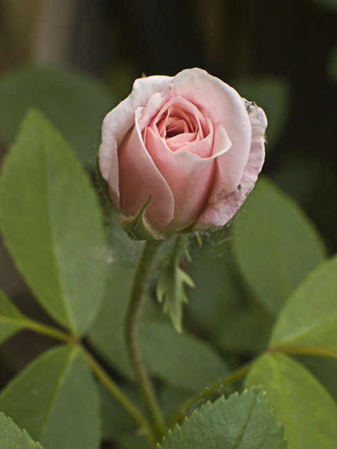 The Cecile Brunner rosebush has started to bloom