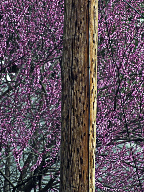 Power pole and Redbud blossoms